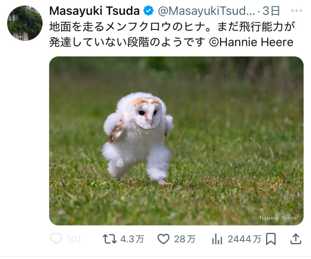 【話題】エッホエッホと走るフクロウの元ネタは何？ミームの作り方も！ - はれまるブログ